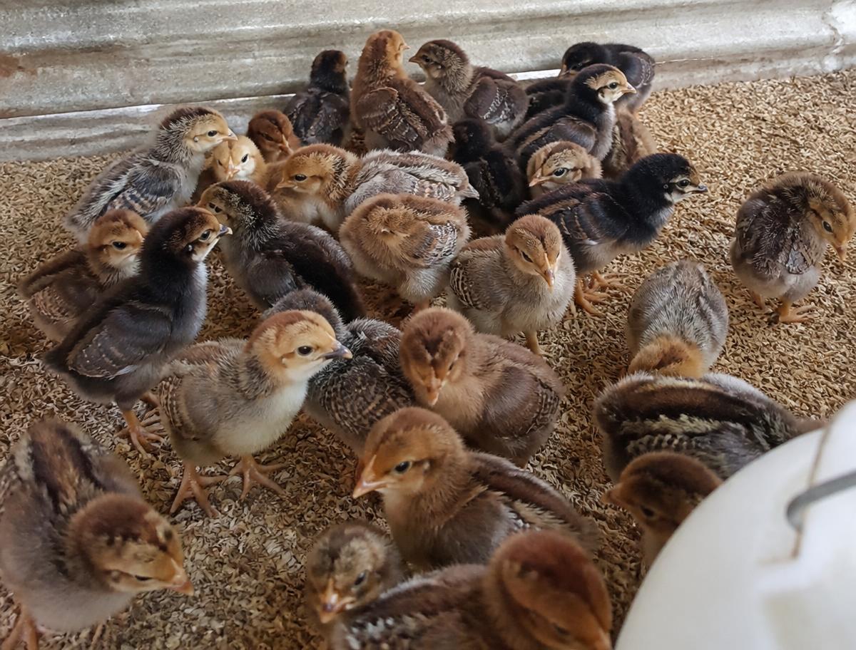 Giriraj Chicks — Day old