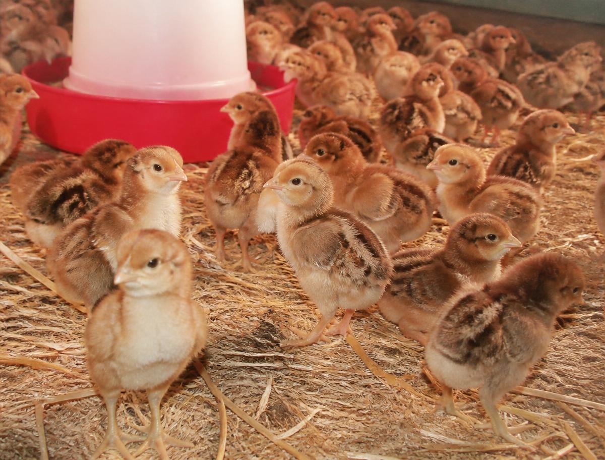 Swarnadhara Chicks — Day old
