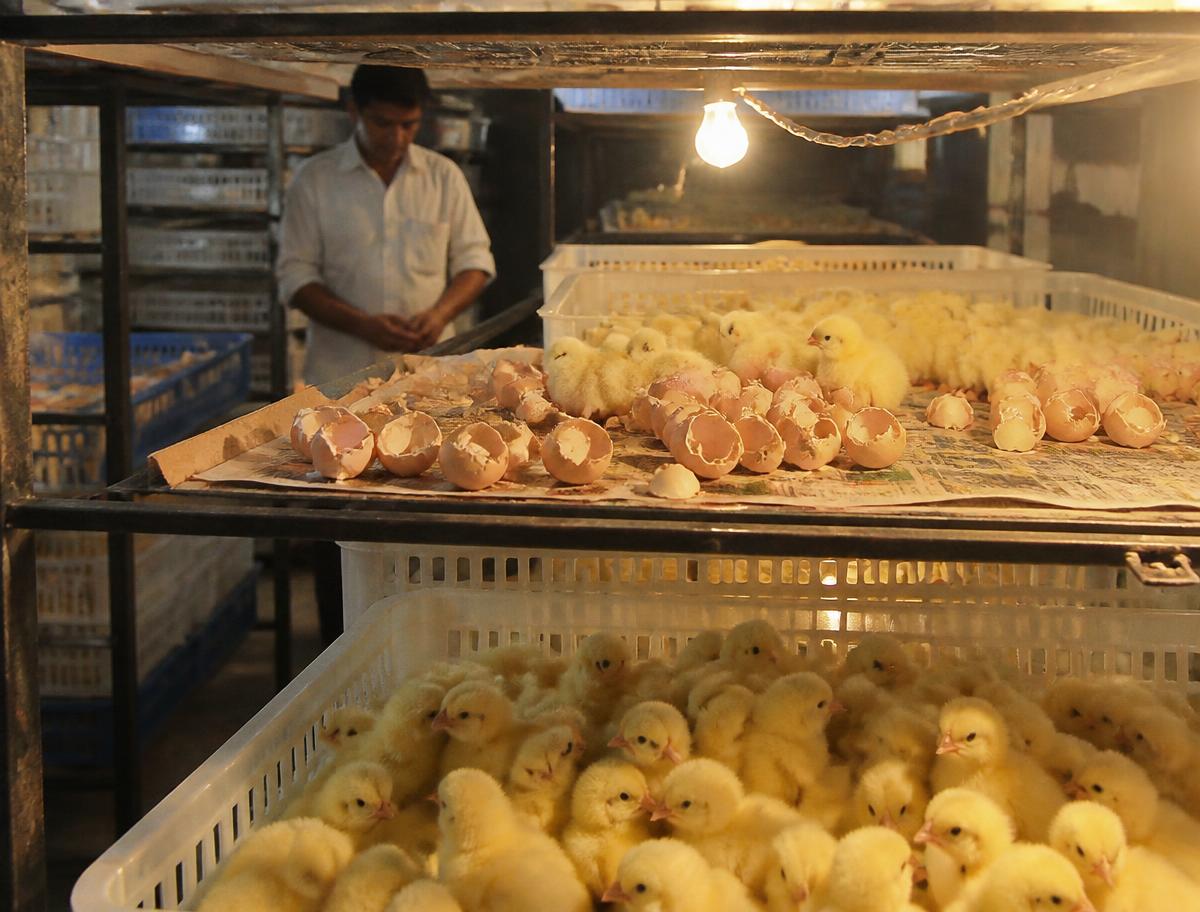 Farm Eggs at RR Organic Farms