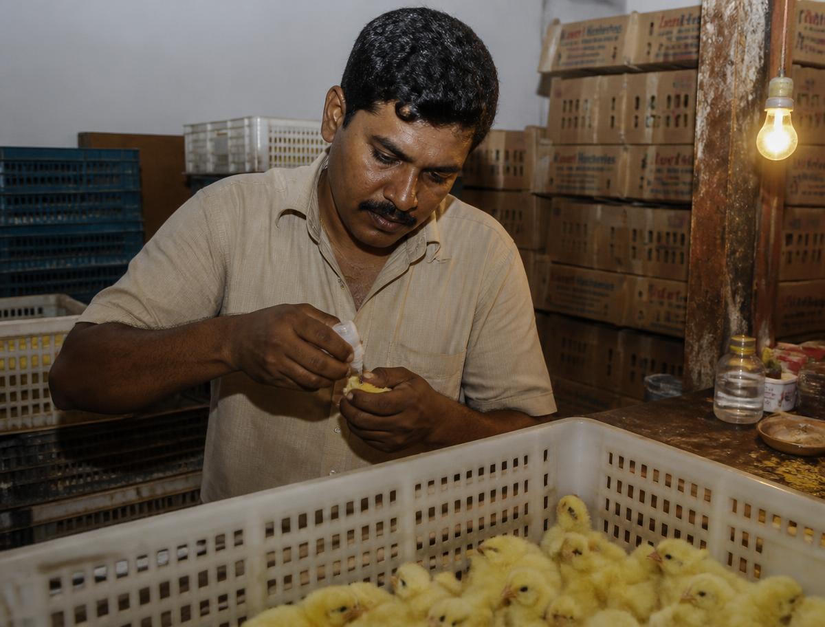 Chicks being vaccinated before dispatch