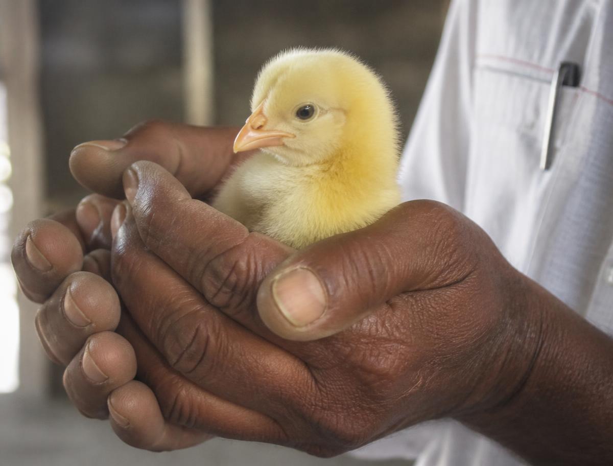 RR Organic Farms on Instagram