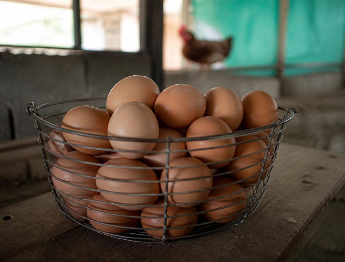 Farm Eggs — Fresh farm eggs
