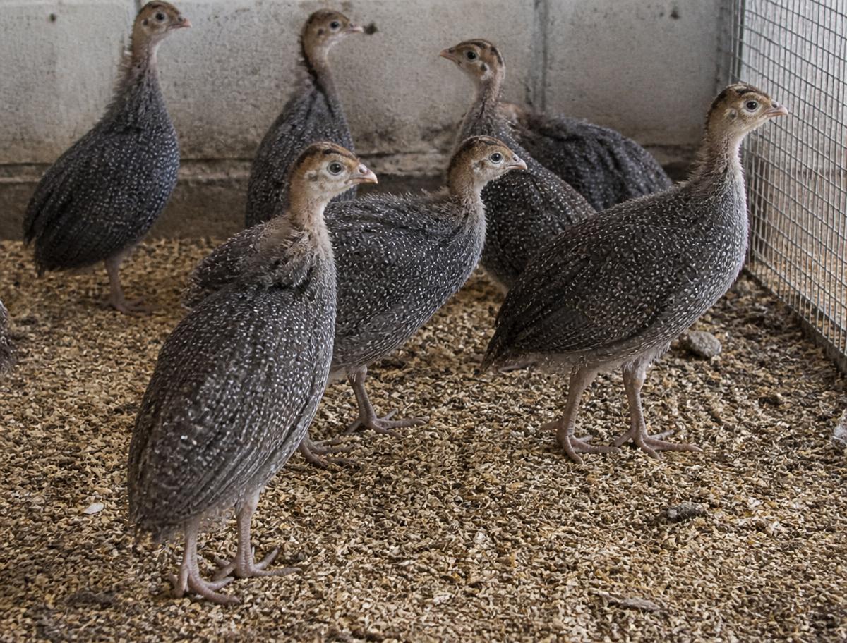Guinea Fowl Chicks — 45-day chicks