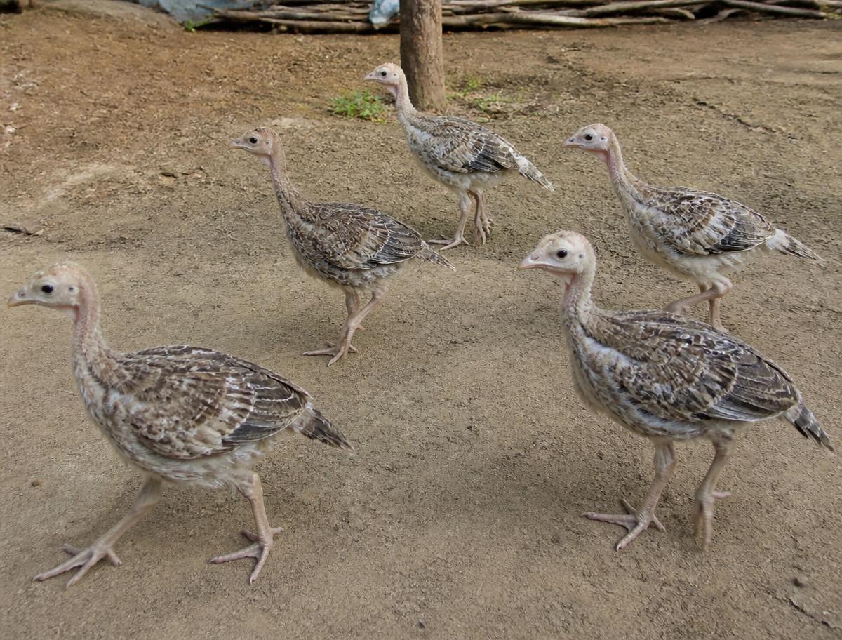 Turkey Chicks — 45-day chicks